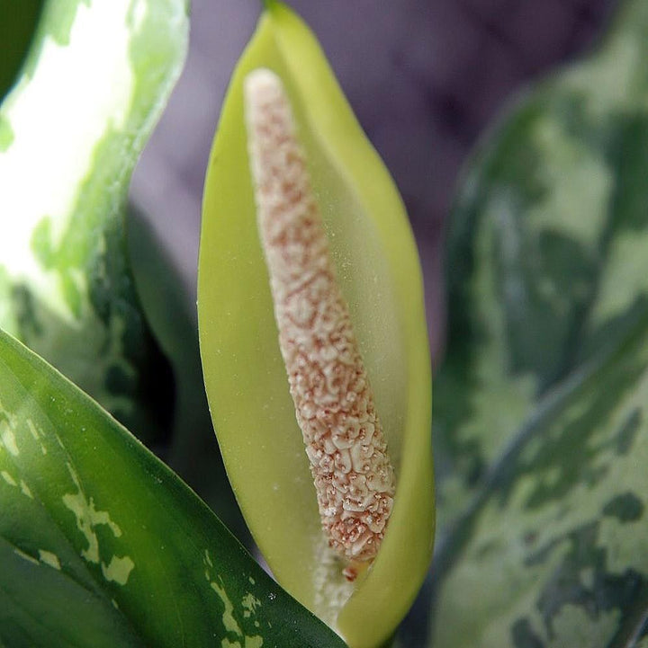Aglaonema 'Maria' ~ Maria Chinese Evergreen-ServeScape