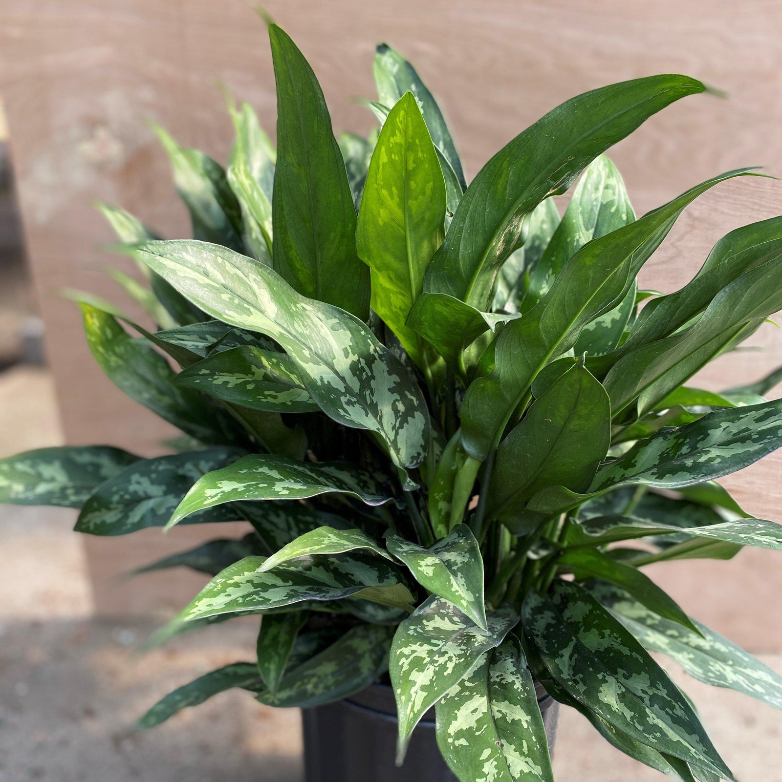 Aglaonema 'Maria' ~ Maria Chinese Evergreen-ServeScape