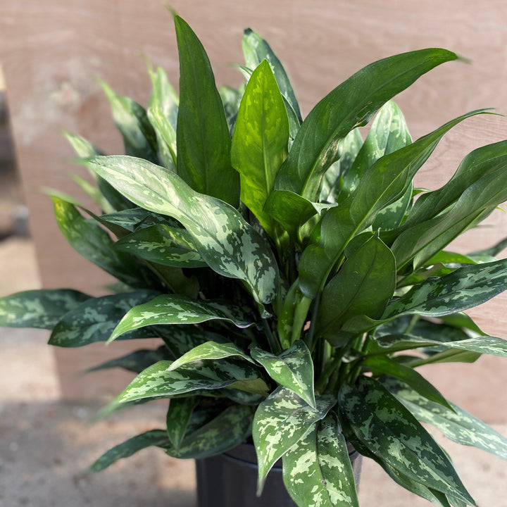 Aglaonema 'Maria' ~ Maria Chinese Evergreen-ServeScape