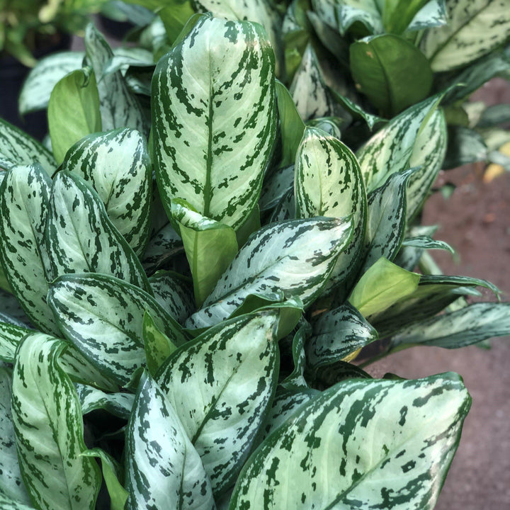 Aglaonema commutatum ~ Chinese Evergreen-ServeScape