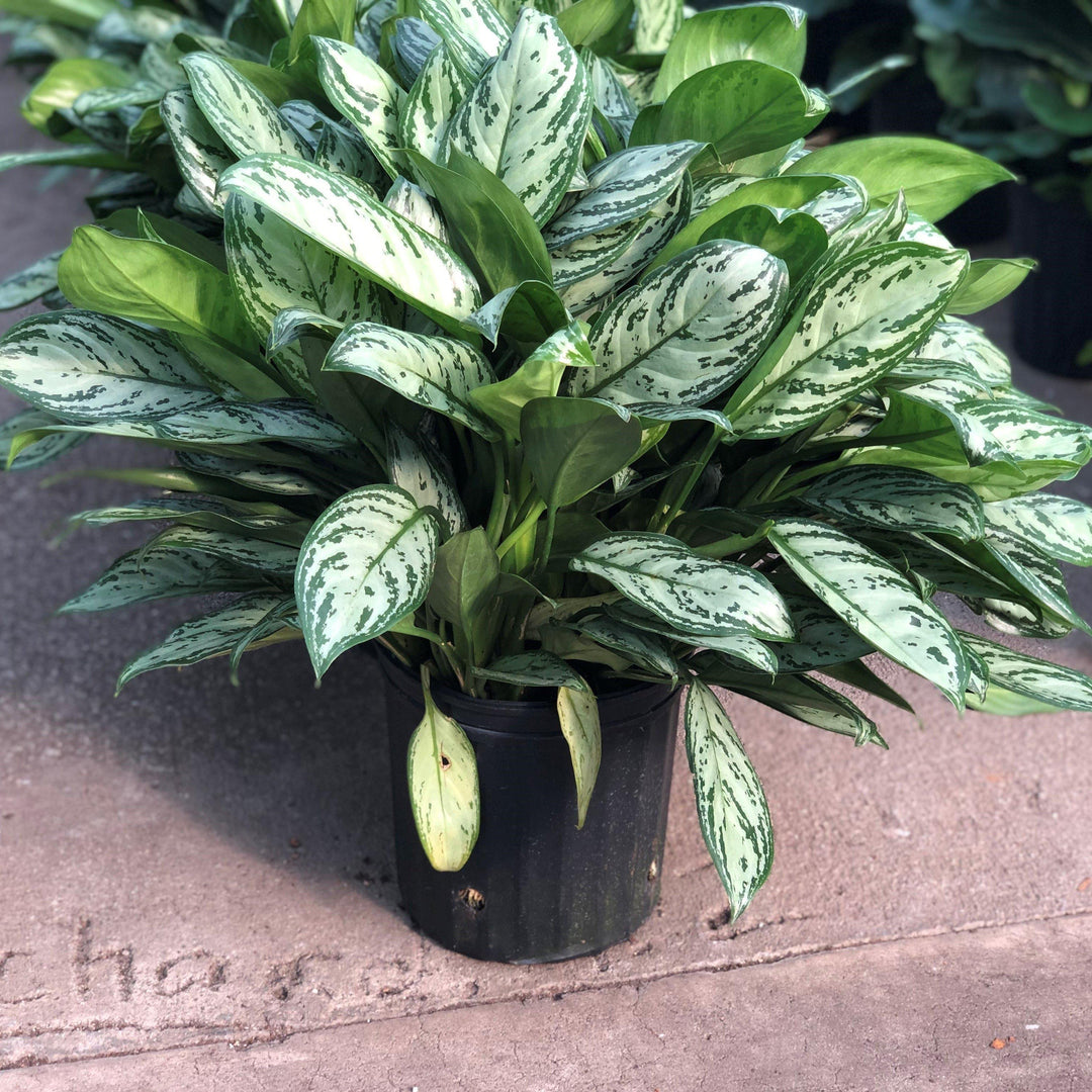 Aglaonema commutatum ~ Chinese Evergreen-ServeScape