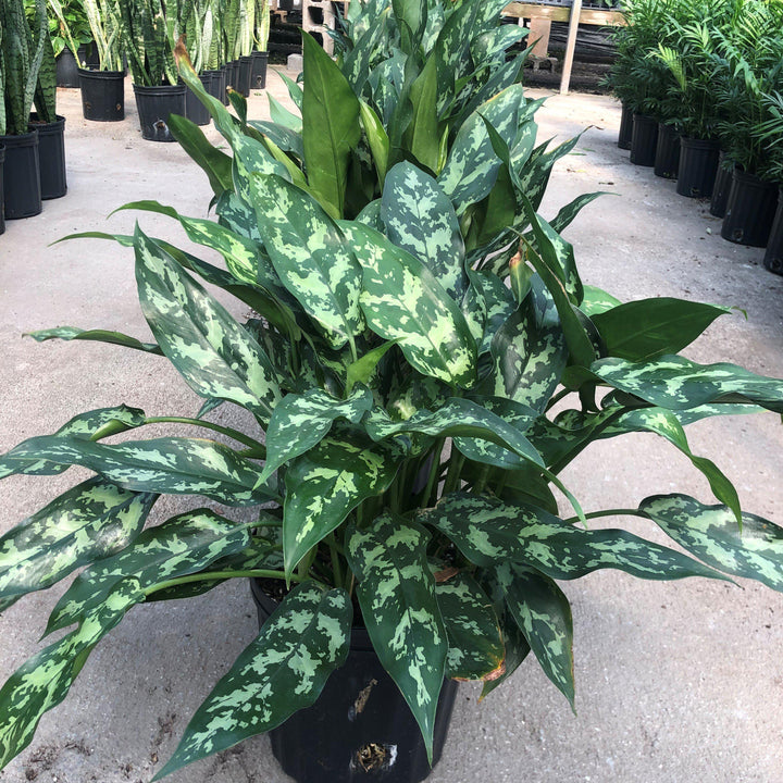 Aglaonema commutatum ~ Chinese Evergreen-ServeScape