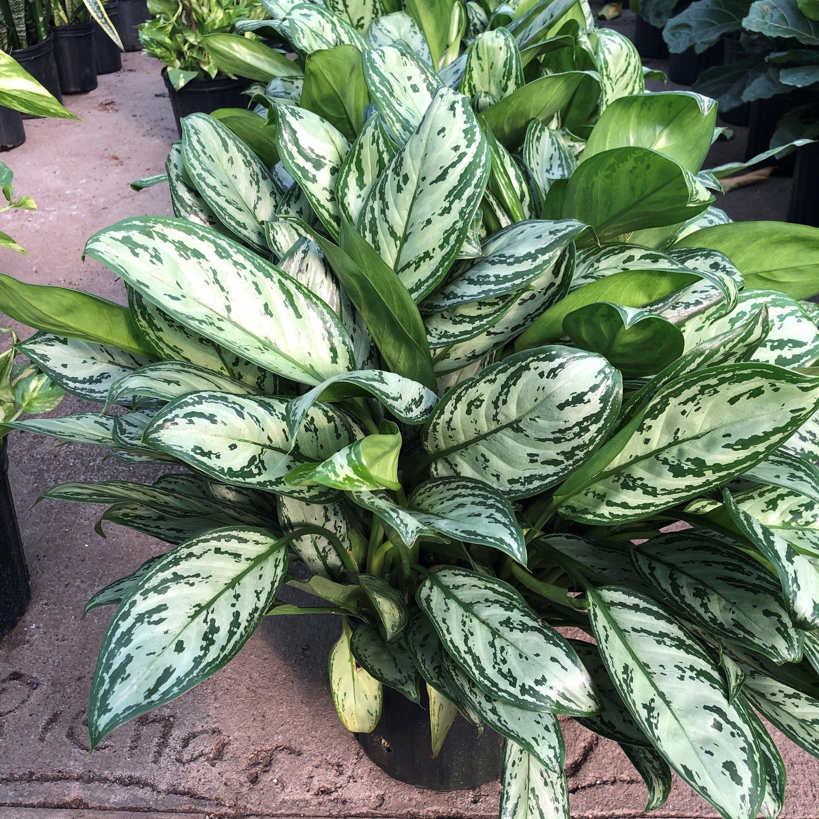 Aglaonema commutatum ~ Chinese Evergreen-ServeScape