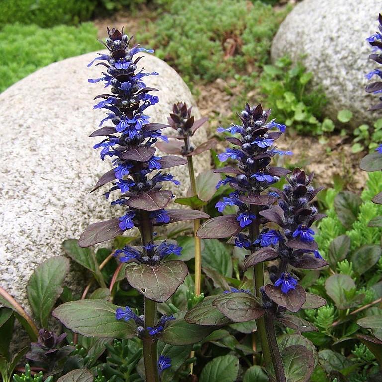 Ajuga reptans 'Bronze Beauty' ~ Bronze Beauty Bugleweed-ServeScape