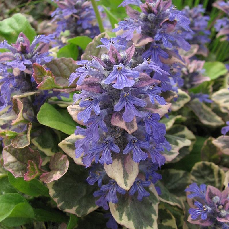 Ajuga reptans 'Burgundy Glow' ~ Burgundy Glow Bugleweed-ServeScape