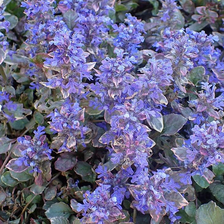 Ajuga reptans 'Burgundy Glow' ~ Burgundy Glow Bugleweed-ServeScape