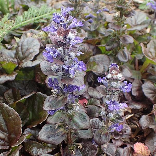 Ajuga reptans 'Catlin's Giant' ~ Catlin's Giant Bugleweed