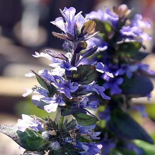 Ajuga reptans 'Catlin's Giant' ~ Catlin's Giant Bugleweed