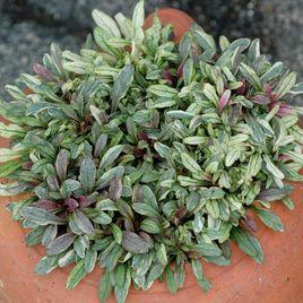 Ajuga Reptans 'Dixie Chip'  ~ Dixie Chip Bugleweed - Delivered By ServeScape