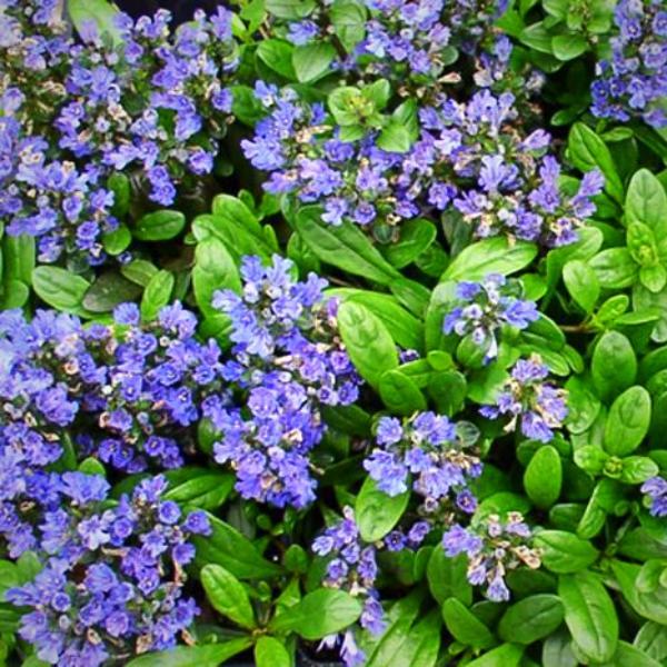 Ajuga Reptans 'Mint Chip' ~ Green Foliage Bugleweed - Delivered By ServeScape