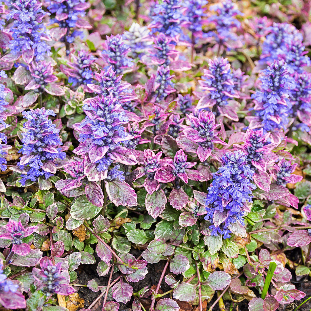 Ajuga reptans 'Piotrek01' ~ Princess Nadia Bugleweed-ServeScape