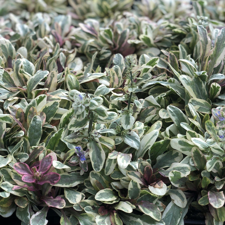 Ajuga reptans 'Piotrek01' ~ Princess Nadia Bugleweed-ServeScape