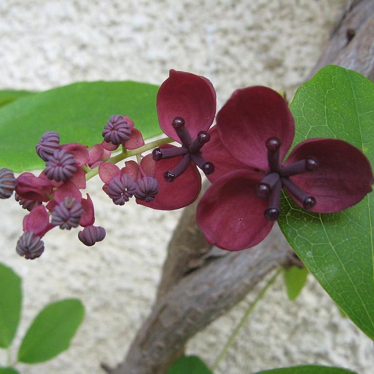 Akebia quinata ~ Chocolate Vine, Fiveleaf Akebia-ServeScape