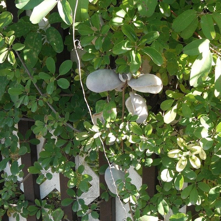 Akebia quinata ~ Chocolate Vine, Fiveleaf Akebia-ServeScape