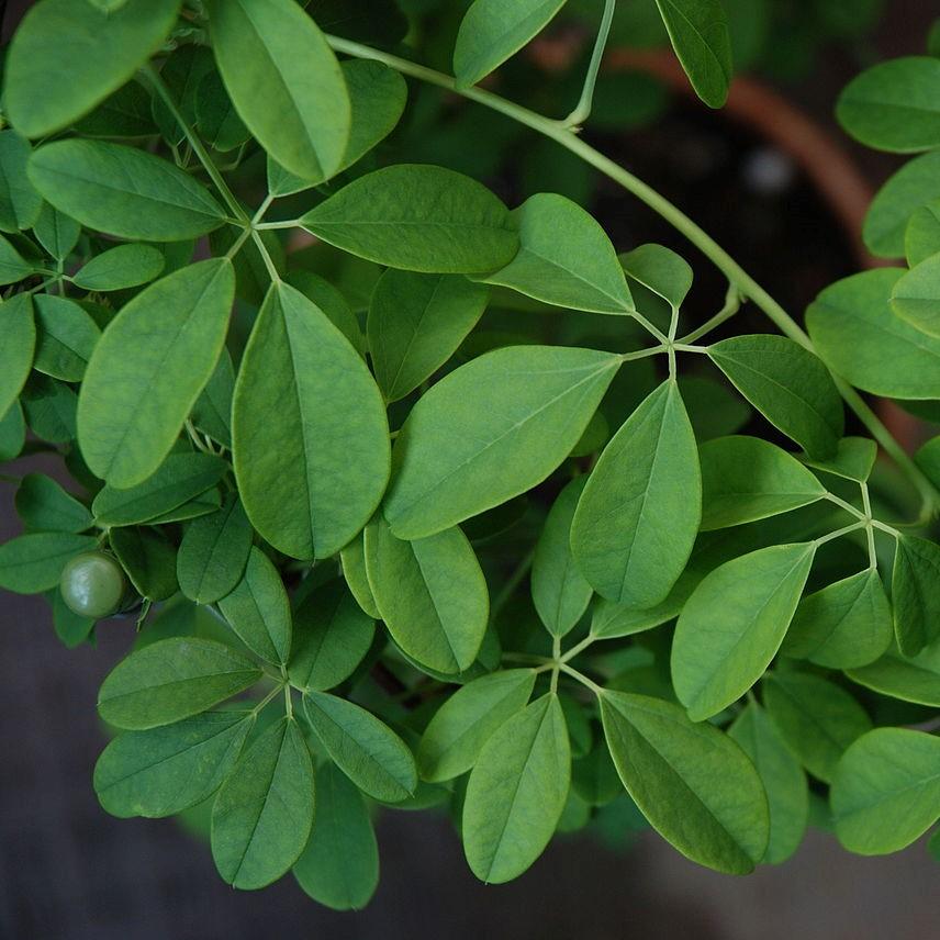 Akebia quinata ~ Chocolate Vine, Fiveleaf Akebia-ServeScape