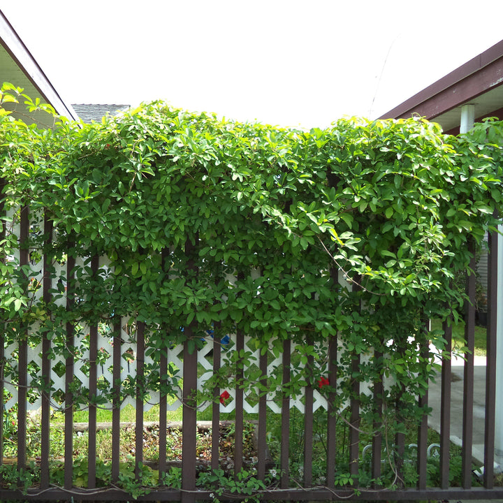 Akebia quinata ~ Chocolate Vine, Fiveleaf Akebia-ServeScape