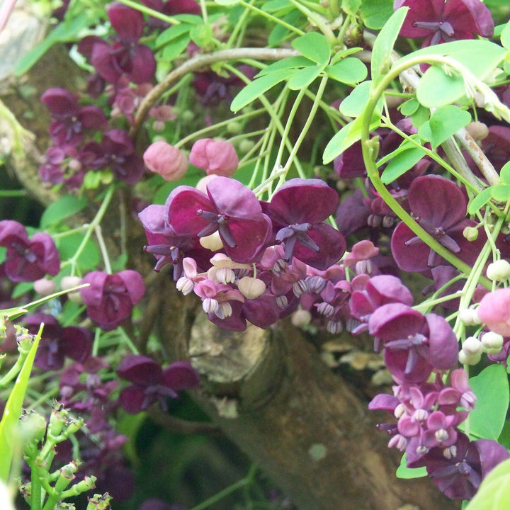 Akebia quinata ~ Chocolate Vine, Fiveleaf Akebia - Delivered By ServeScape