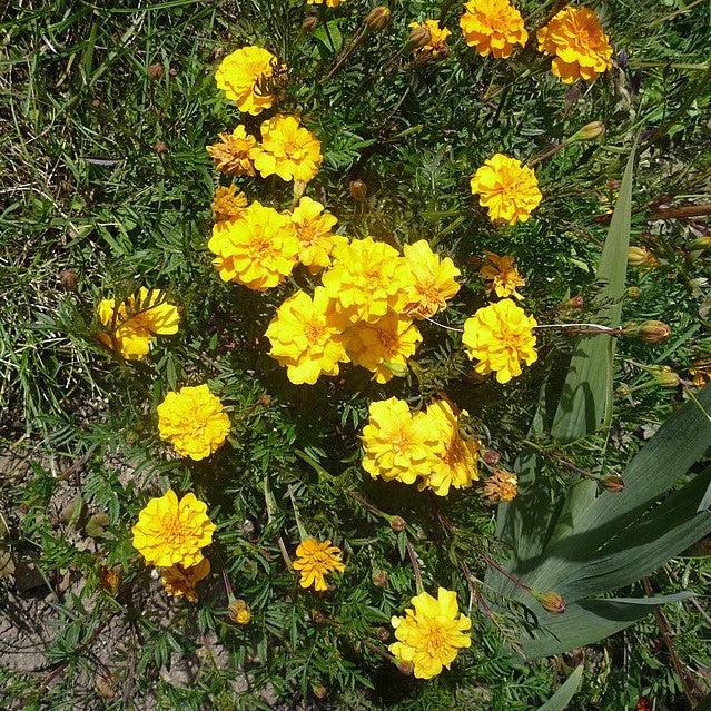 Tagetes patula 'PAS97727' ~ Durango® Yellow French Marigold-ServeScape