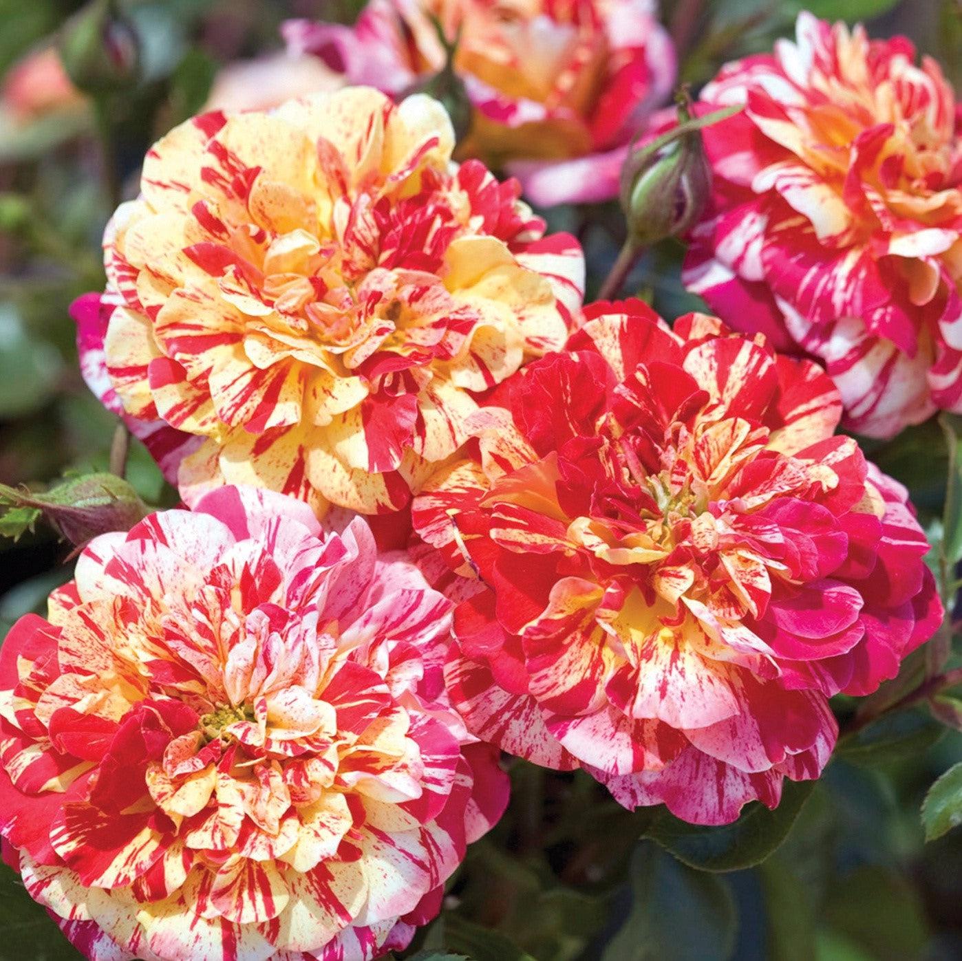 Rosa 'Meiroylear' PP 20,711 ~ All American Magic™ Rose-ServeScape