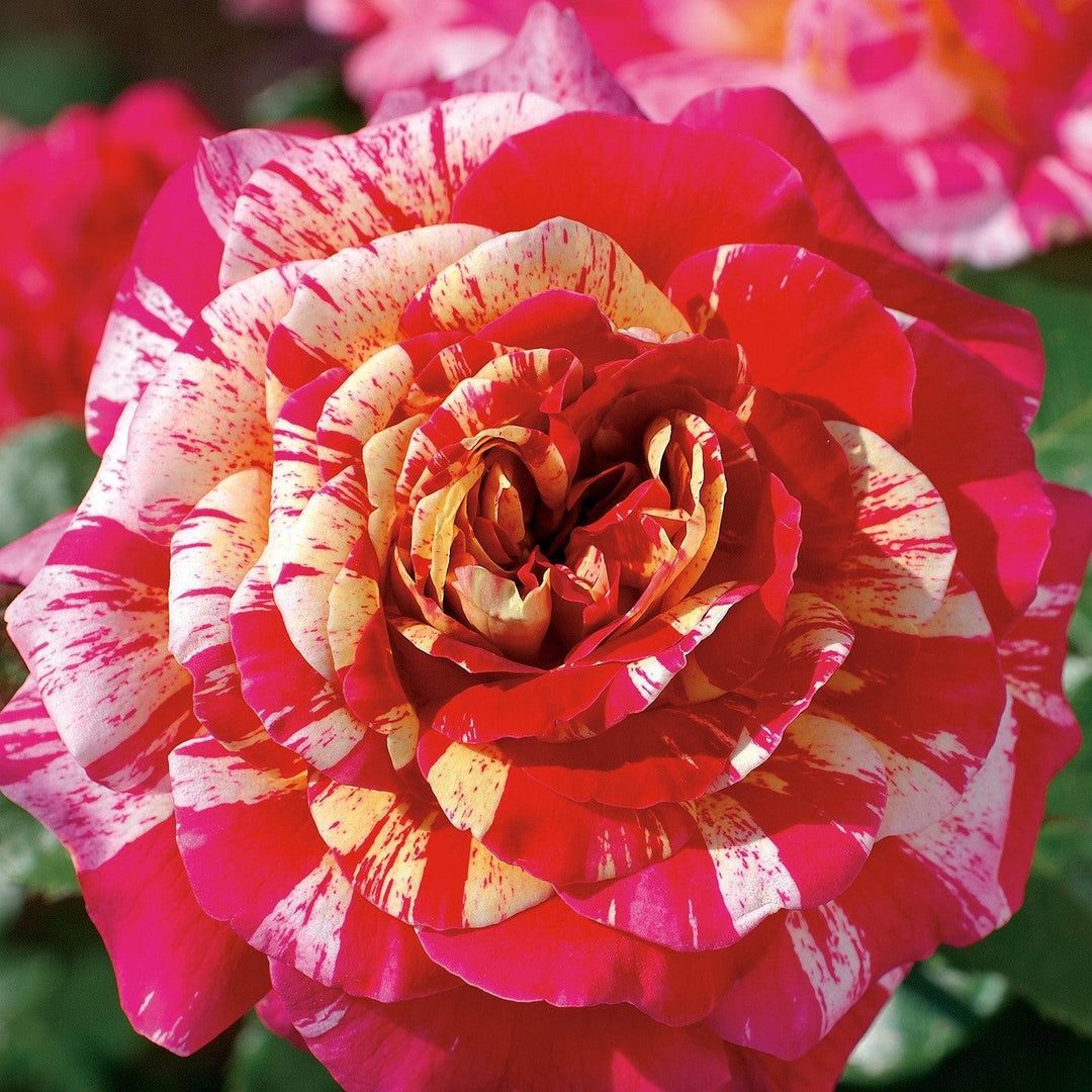 Rosa 'Meiroylear' PP 20,711 ~ All American Magic™ Rose-ServeScape
