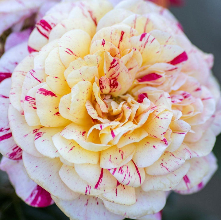 Rosa 'Meiroylear' PP 20,711 ~ All American Magic™ Rose-ServeScape