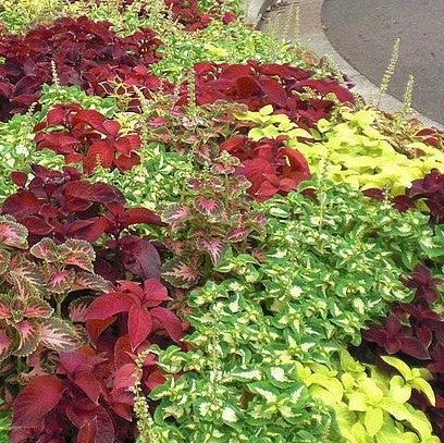 Solenostemon scutellarioides 'Solar Shade’ ~ Solar Shade Coleus-ServeScape