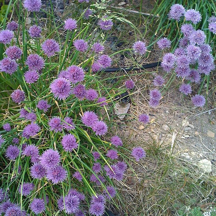 Allium 'Medusa' ~ Medusa Ornamental Onion-ServeScape