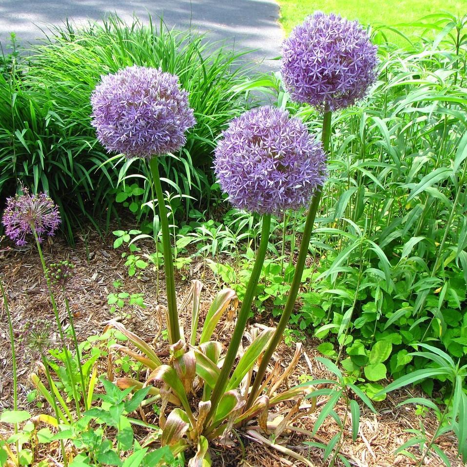 Allium 'Medusa' ~ Medusa Ornamental Onion-ServeScape