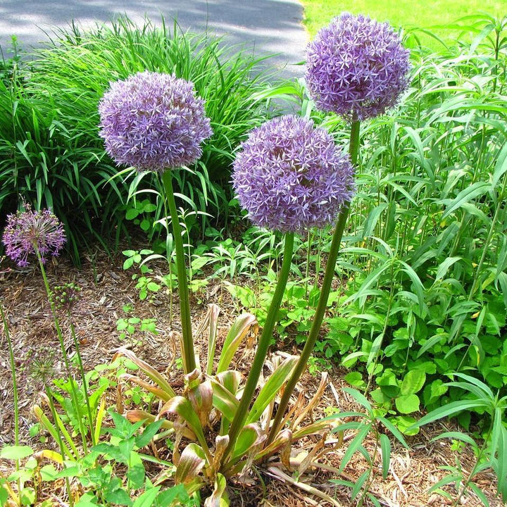 Allium 'Medusa' ~ Medusa Ornamental Onion-ServeScape