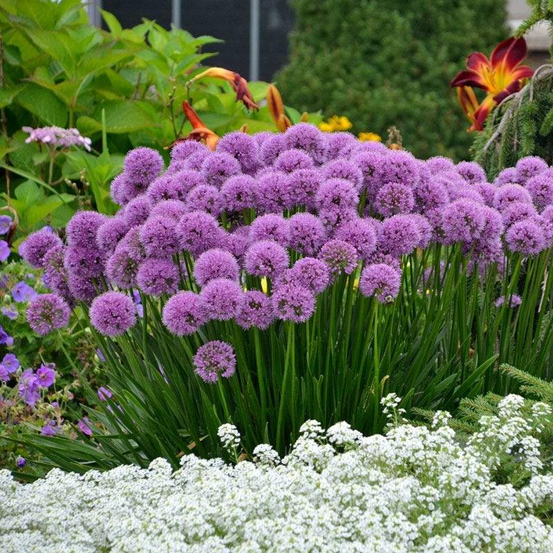 Allium 'Millenium' ~ Millenium Ornamental Onion - Delivered By ServeScape