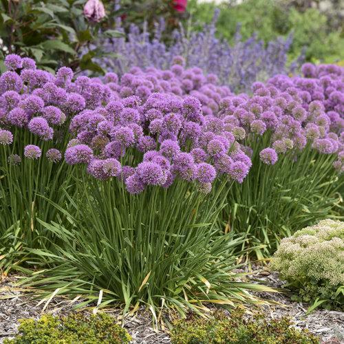 Allium ‘Serendipity’ ~ Serendipity Ornamental Onion-ServeScape