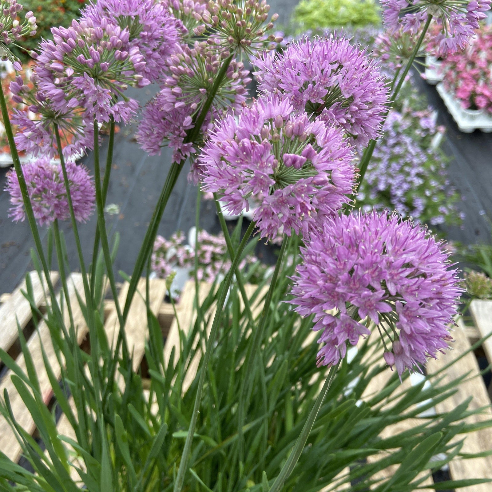 Allium ‘Serendipity’ ~ Serendipity Ornamental Onion - Delivered By ServeScape