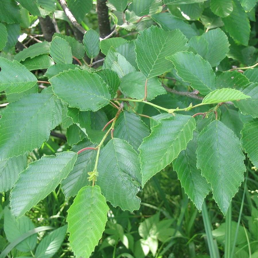 Alnus rugosa ~ Speckled Alder-ServeScape