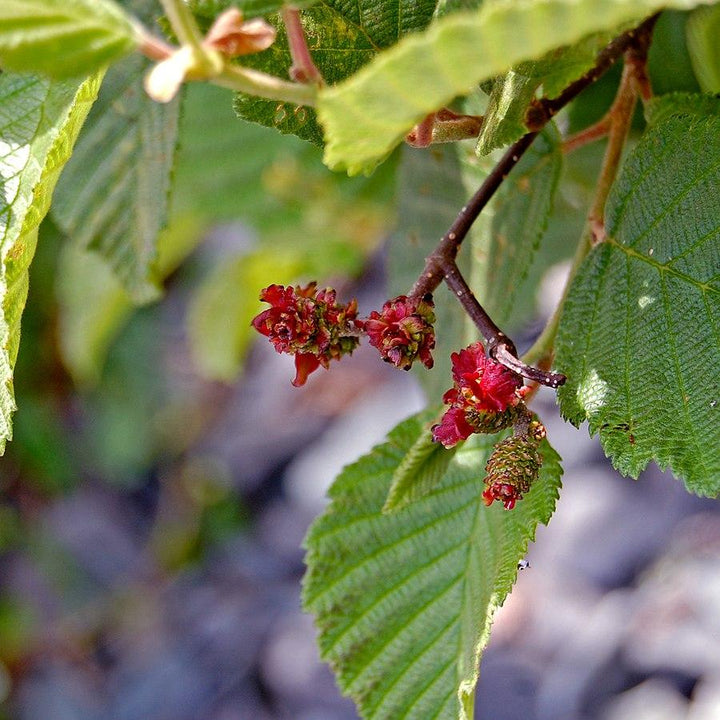 Alnus rugosa ~ Speckled Alder-ServeScape