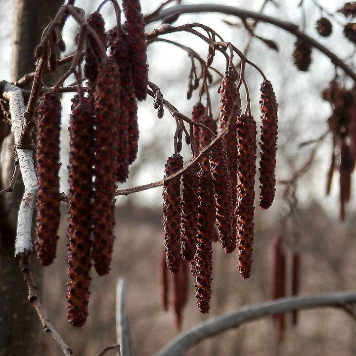 Alnus rugosa ~ Speckled Alder-ServeScape