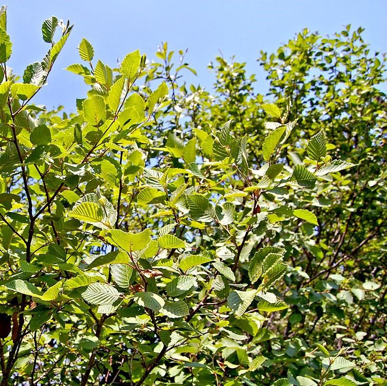 Alnus rugosa ~ Speckled Alder-ServeScape