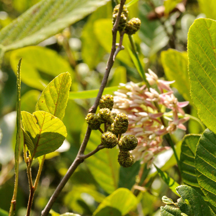 Alnus serrulata ~ Smooth Alder-ServeScape