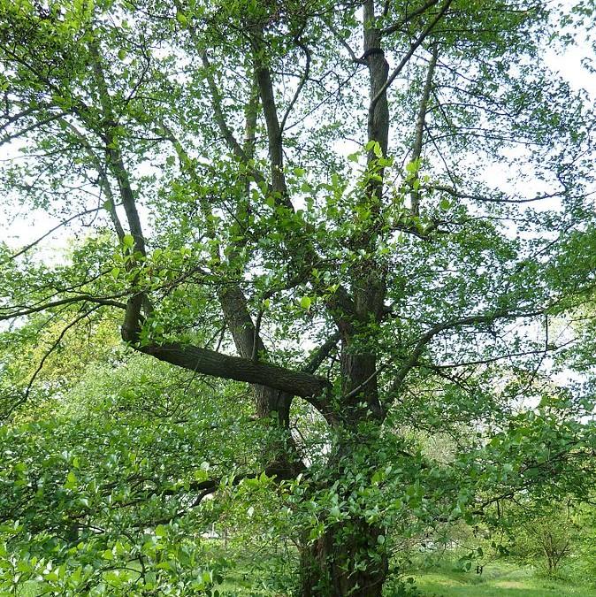 Alnus serrulata ~ Smooth Alder-ServeScape