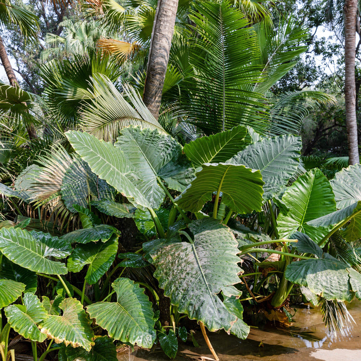 Alocasia macrorrhizos ~ Giant Elephant Ear, Giant Taro-ServeScape