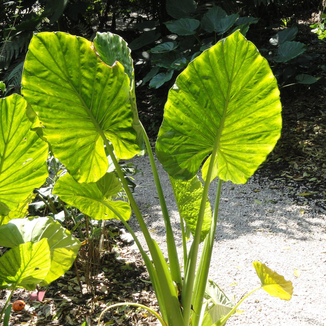 Alocasia macrorrhizos ~ Giant Elephant Ear, Giant Taro-ServeScape