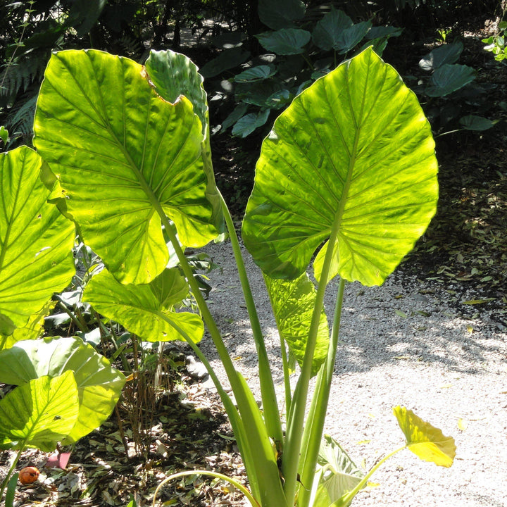 Alocasia macrorrhizos ~ Giant Elephant Ear, Giant Taro-ServeScape