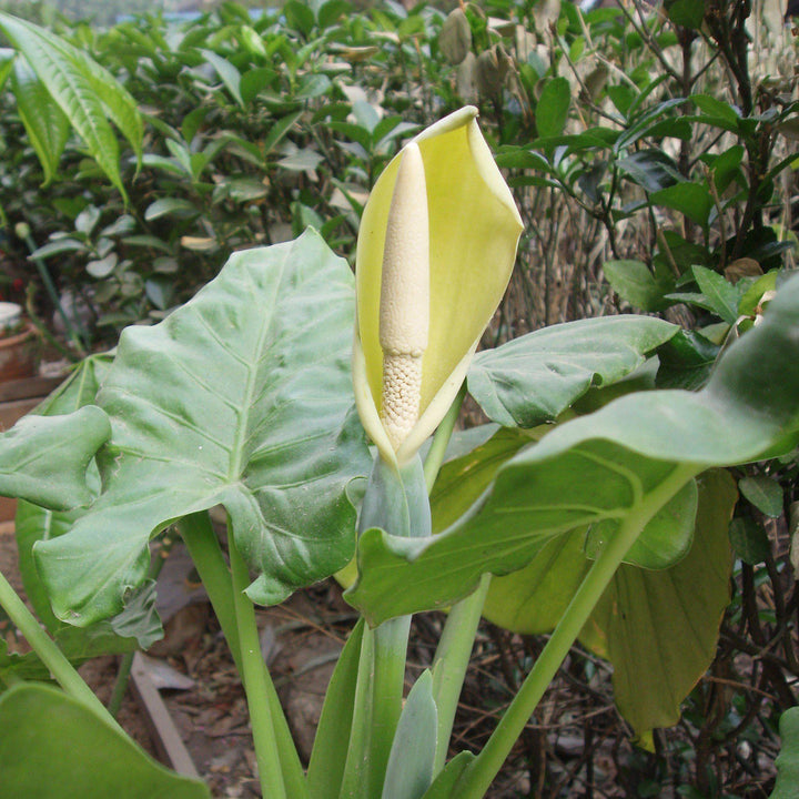Alocasia macrorrhizos ~ Giant Elephant Ear, Giant Taro-ServeScape