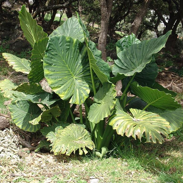 Alocasia macrorrhizos ~ Giant Elephant Ear, Giant Taro-ServeScape