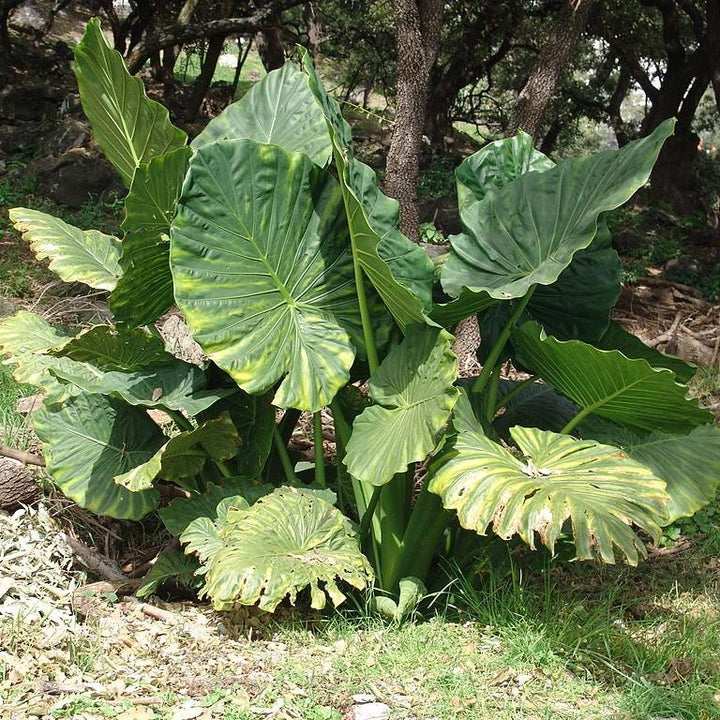 Alocasia macrorrhizos ~ Giant Elephant Ear, Giant Taro-ServeScape