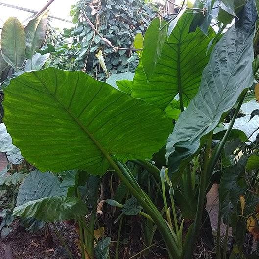 Alocasia calidora ~ Persian Palm, Calidora Elephant Ear-ServeScape