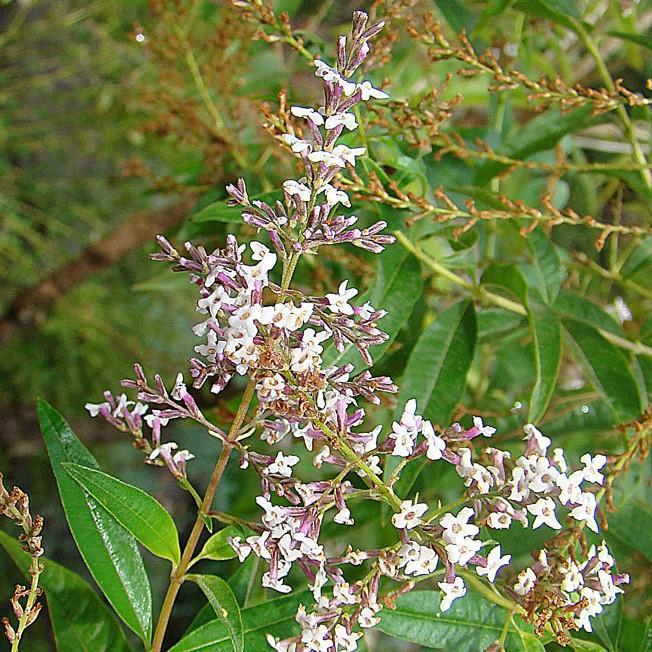 Aloysia triphylla ~ Lemon Beebrush, Lemon Verbena-ServeScape