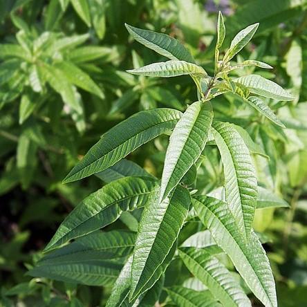 Aloysia triphylla ~ Lemon Verbena - Delivered By ServeScape