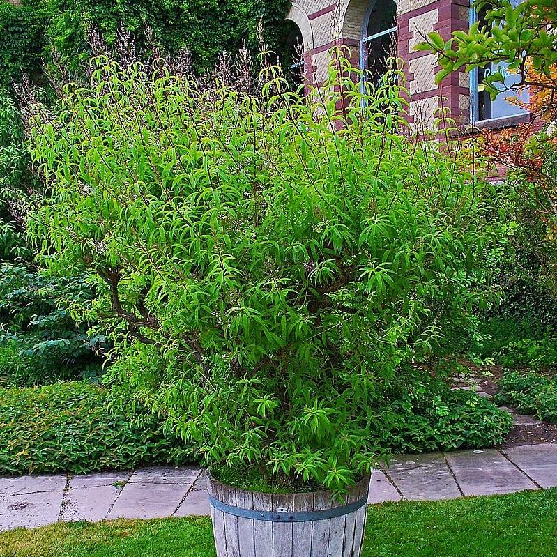 Aloysia triphylla ~ Lemon Beebrush, Lemon Verbena-ServeScape