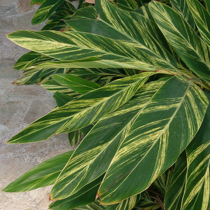 Alpinia zerumbet 'Variegata' ~ Variegated Ginger-ServeScape