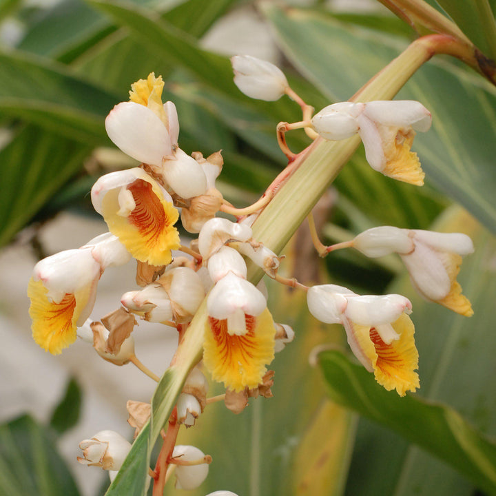 Alpinia zerumbet 'Variegata' ~ Variegated Ginger-ServeScape